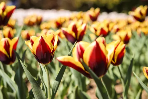 郁金香田 4K壁纸 · flowers · 3840×2560