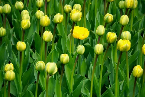 튤립 밭 4K 배경화면 · flowers · 3840×2560