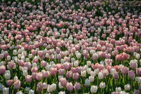 郁金香田 4K壁纸 · flowers · 3840×2560