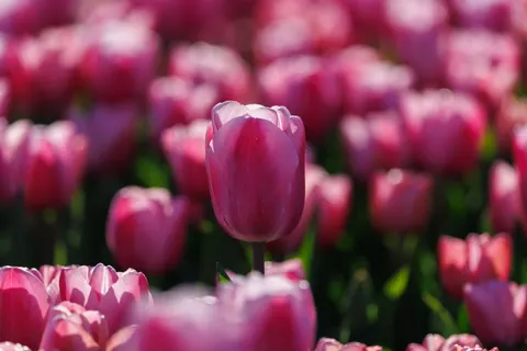 Обои Тюльпановое поле 4K · flowers · 3840×2561