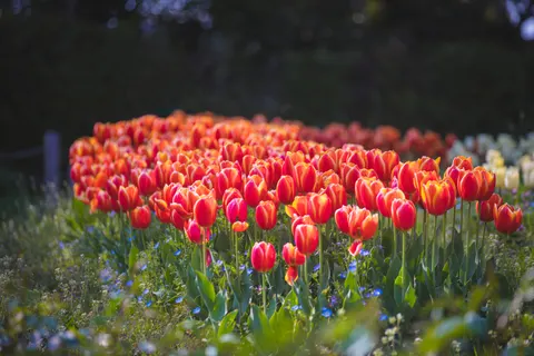 튤립 밭 4K 배경화면 · flowers · 3840×2560