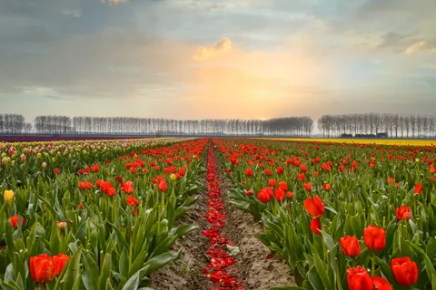 Fond d'écran Champ de tulipes 4K · flowers · 3840×2560