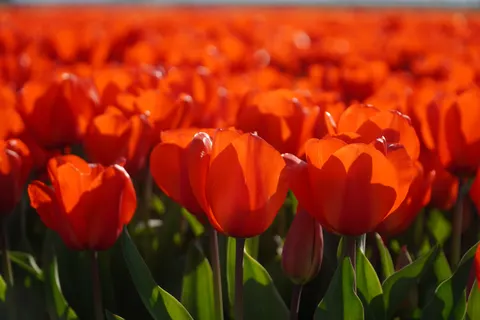 خلفية حقل التوليب بدقة 4K · flowers · 3840×2560