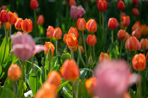 郁金香田 4K壁纸 · flowers · 3840×2555