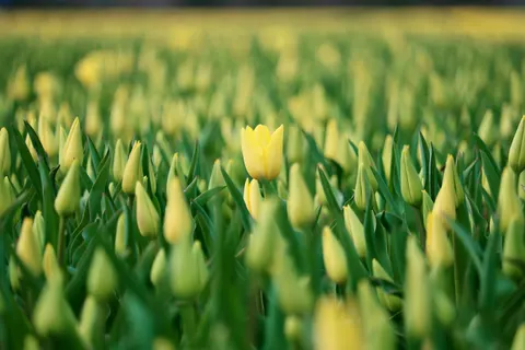 郁金香田 4K壁纸 · flowers · 3840×2560