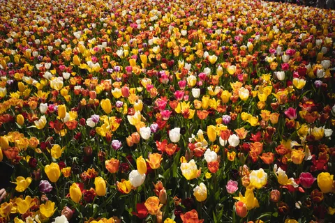 Tulip Field 4K Wallpaper · flowers · 3840×2560