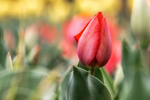 خلفية حقل التوليب بدقة 4K · flowers · 3840×2560