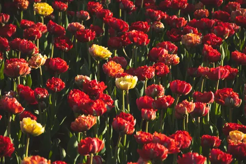 郁金香田 4K壁纸 · flowers · 3840×2560