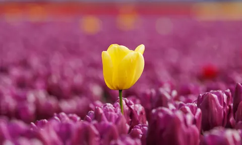 Tulip Field 4K Wallpaper · flowers · 3840×2302