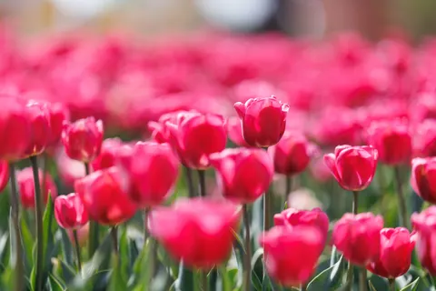 Tulip Field 4K Wallpaper · flowers · 3840×2560