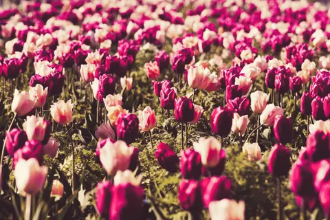 Papel de parede Campo de tulipas 4K · flowers · 3840×2562