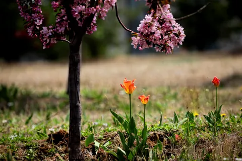 Обои Тюльпановое поле 4K · flowers · 3840×2560