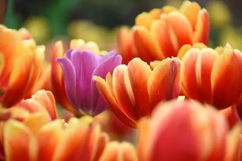 Fondo de pantalla Campo de tulipanes 4K · flowers · 3840×2560