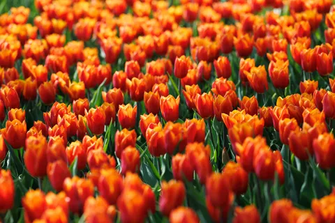 Fond d'écran Champ de tulipes 4K · flowers · 3840×2560