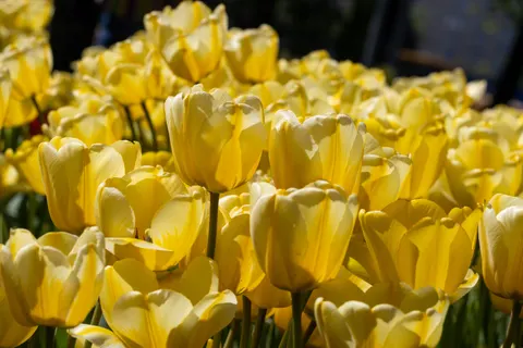Fond d'écran Champ de tulipes 4K · flowers · 3840×2560