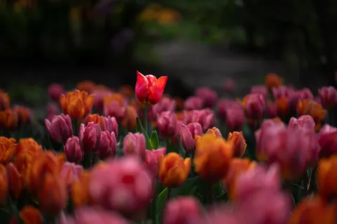 خلفية حقل التوليب بدقة 4K · flowers · 3840×2555