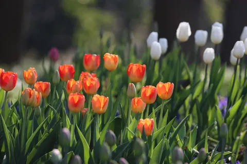 Tulpenfeld 4K Hintergrundbild · flowers · 3840×2560