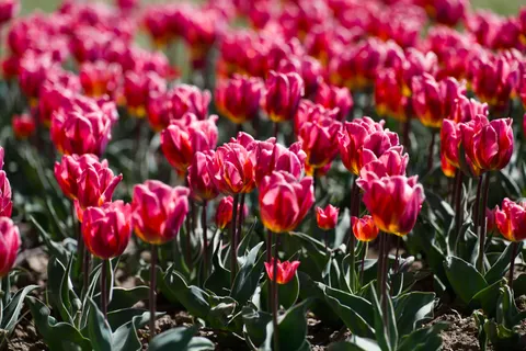 郁金香田 4K壁纸 · flowers · 3840×2558
