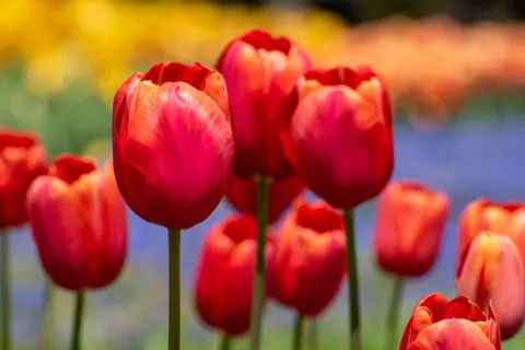 튤립 밭 4K 배경화면 · flowers · 3840×2560