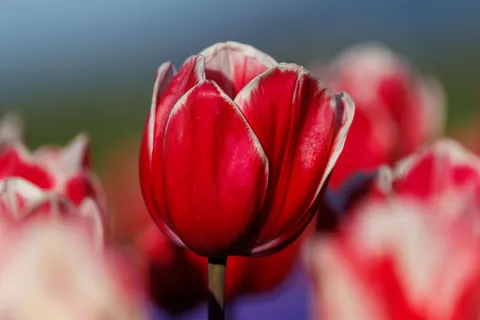 Tulip Field 4K Wallpaper · flowers · 3840×2561