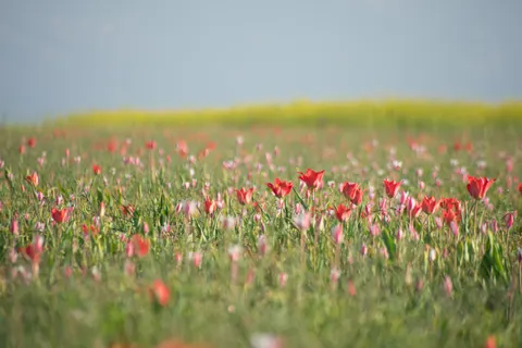 튤립 밭 4K 배경화면 · flowers · 3840×2560