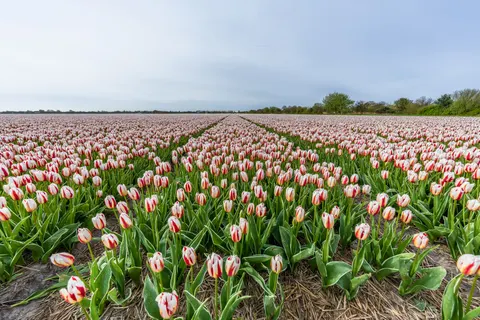 خلفية حقل التوليب بدقة 4K · flowers · 3840×2560