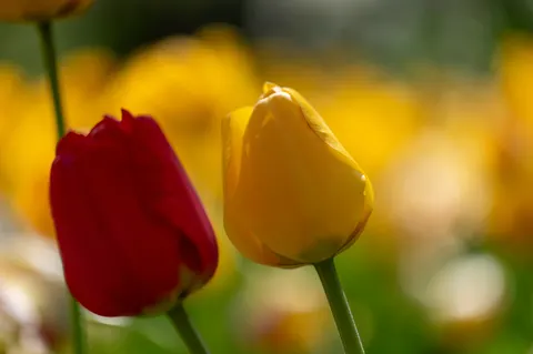 Fond d'écran Champ de tulipes 4K · flowers · 3840×2555