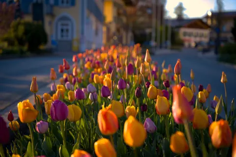 Обои Тюльпановое поле 4K · flowers · 3840×2558