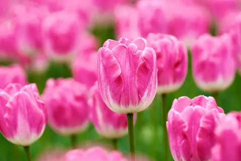 郁金香田 4K壁纸 · flowers · 3840×2560