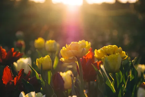 Papel de parede Campo de tulipas 4K · flowers · 3840×2560