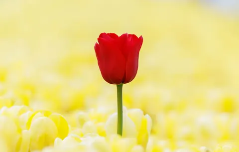 خلفية حقل التوليب بدقة 4K · flowers · 3840×2442
