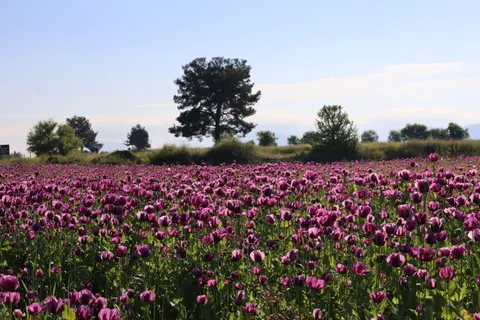 خلفية حقل التوليب بدقة 4K · flowers · 3840×2560