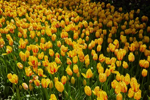 郁金香田 4K壁纸 · flowers · 3840×2560