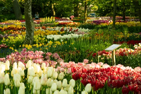 튤립 밭 4K 배경화면 · flowers · 3840×2560