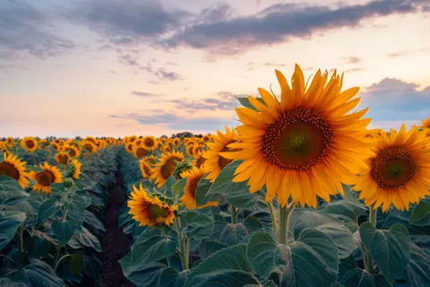 Fond d'écran Champ de tournesols 4K · flowers · 3840×2560