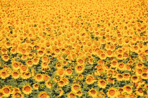 Sunflower Field 4K Wallpaper · flowers · 3840×2560