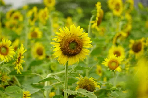 Sunflower Field 4K Wallpaper · flowers · 3840×2560