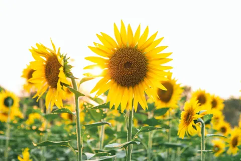 Sunflower Field 4K Wallpaper · flowers · 3840×2560