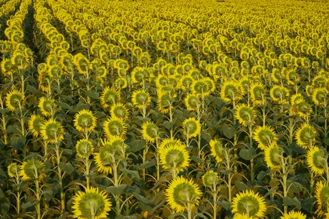 Sunflower Field 4K Wallpaper · flowers · 3840×2560