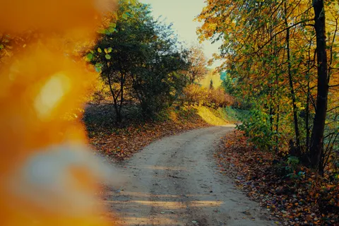 والپیپر جنگل پاییزی با کیفیت 4K · nature · 3840×2560
