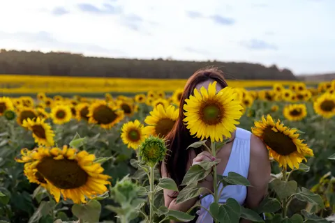 Sunflower Field 4K Wallpaper · flowers · 3840×2560
