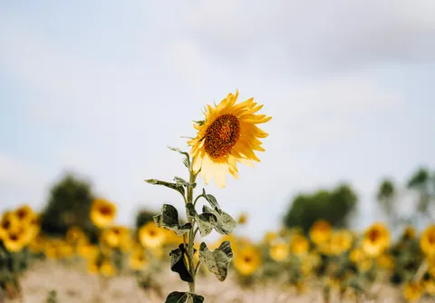Fond d'écran Champ de tournesols 4K · flowers · 3840×2675