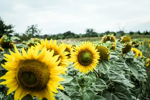 Fond d'écran Champ de tournesols 4K · flowers · 3840×2560