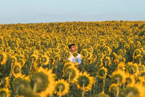 خلفية حقل عباد الشمس بدقة 4K · flowers · 3840×2560