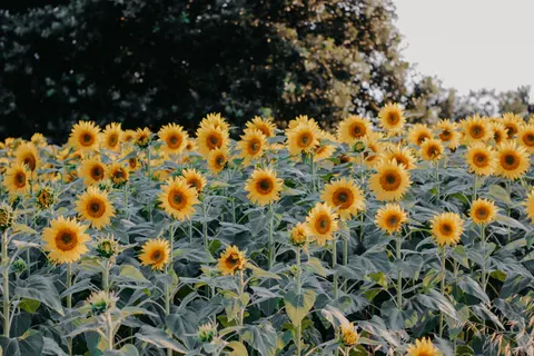 Sunflower Field 4K Wallpaper · flowers · 3840×2560