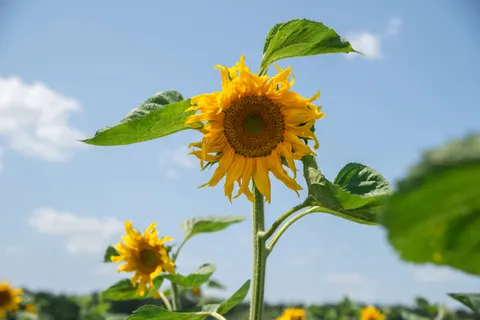 Sonnenblumenfeld 4K Hintergrundbild · flowers · 3840×2563