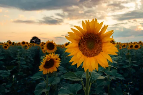 Sonnenblumenfeld 4K Hintergrundbild · flowers · 3840×2560