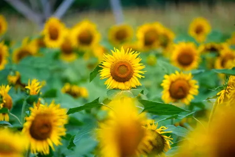 해바라기 밭 4K 배경화면 · flowers · 3840×2560