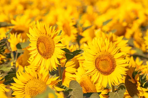 Sonnenblumenfeld 4K Hintergrundbild · flowers · 3840×2560