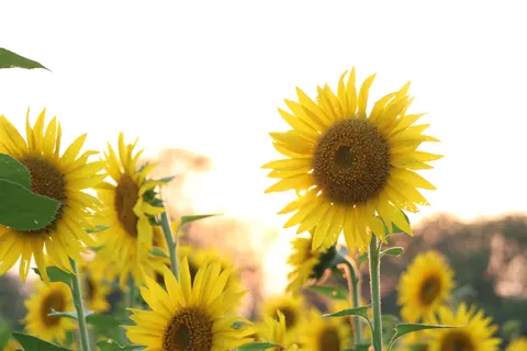 Sunflower Field 4K Wallpaper · flowers · 3840×2560